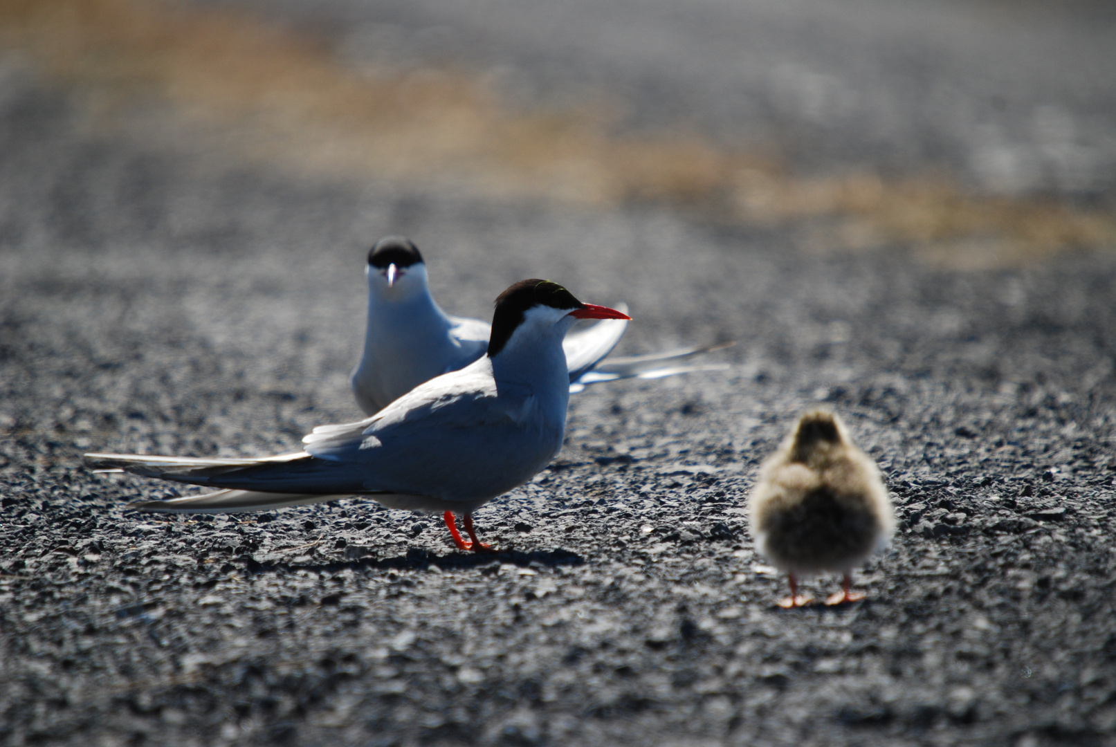 Familie Küstenseeschwalbe