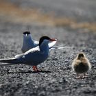 Familie Küstenseeschwalbe