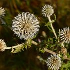 Familie Kugeldistel