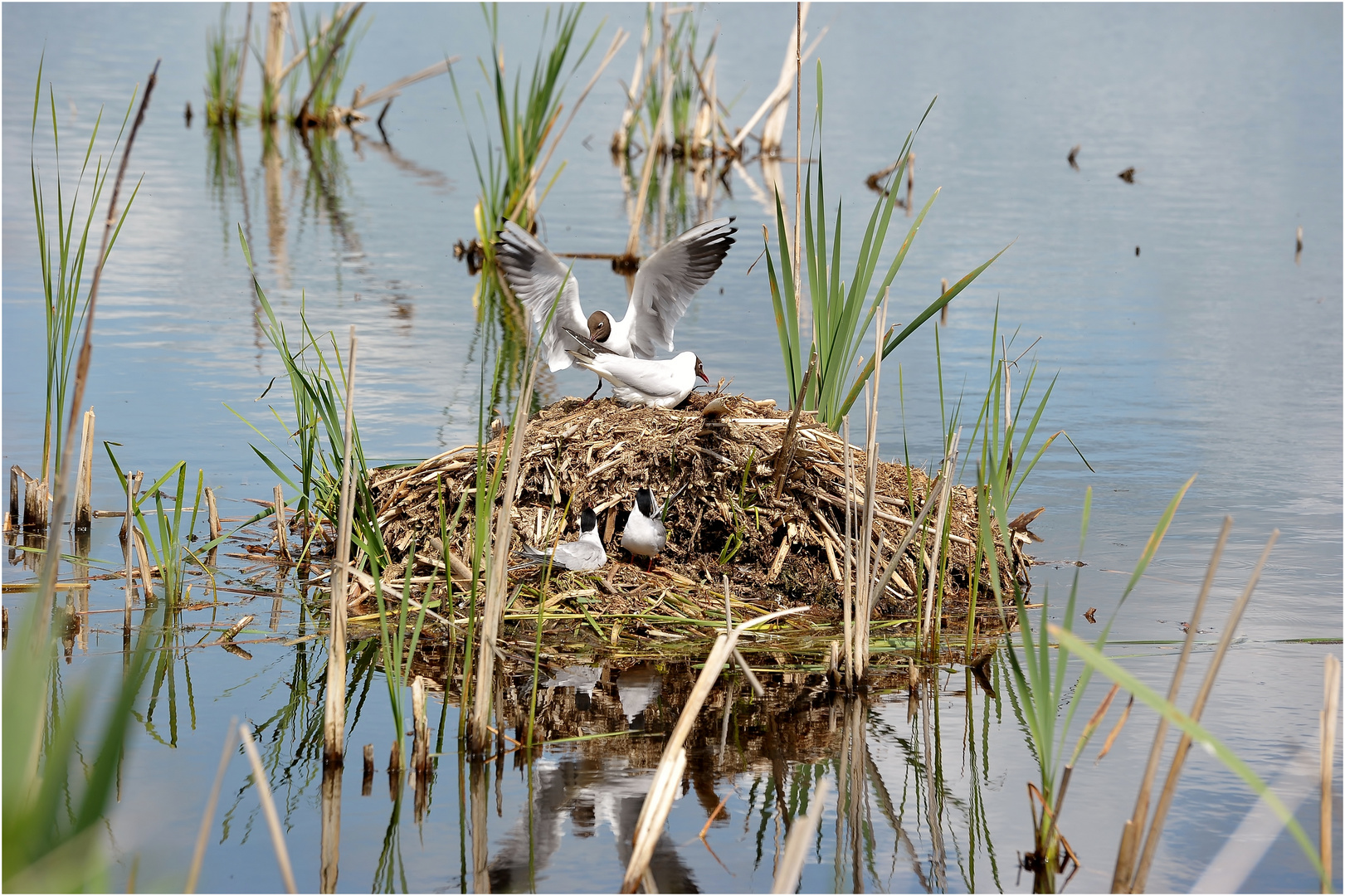 Familie Lachmöwe beim Nestbau