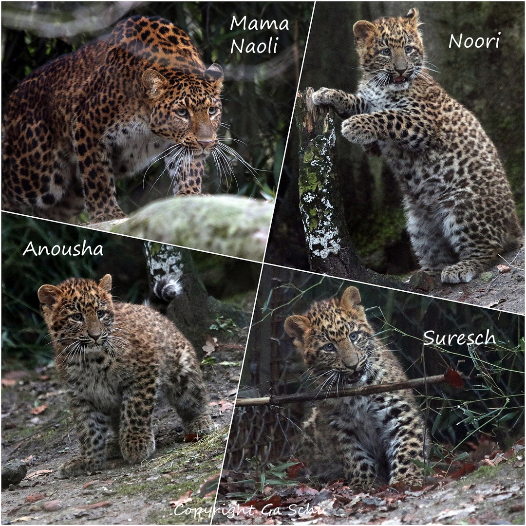 Familie Leopard Foto & Bild | natur, collage, tiere Bilder auf