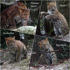 Familie Leopard