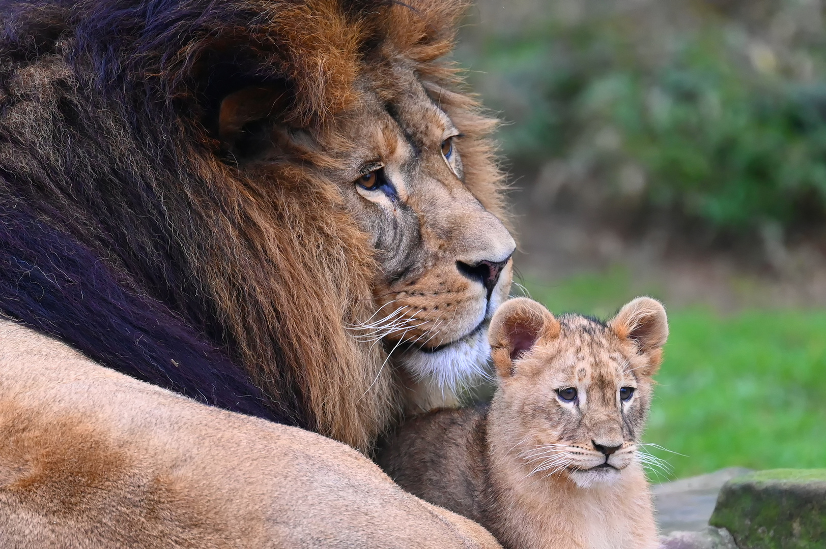 Familie Löwe