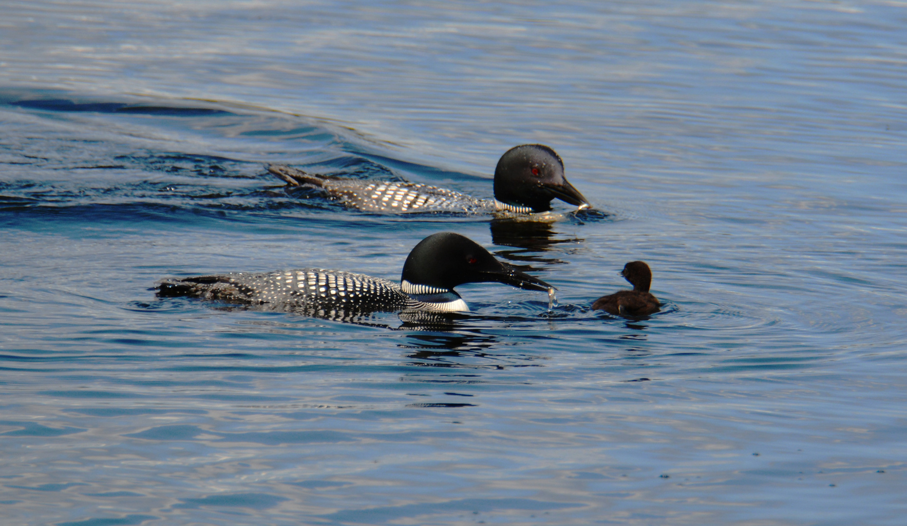 Familie Loon beim Füttern des jungen Loons