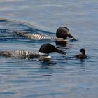 Familie Loon beim Füttern des jungen Loons