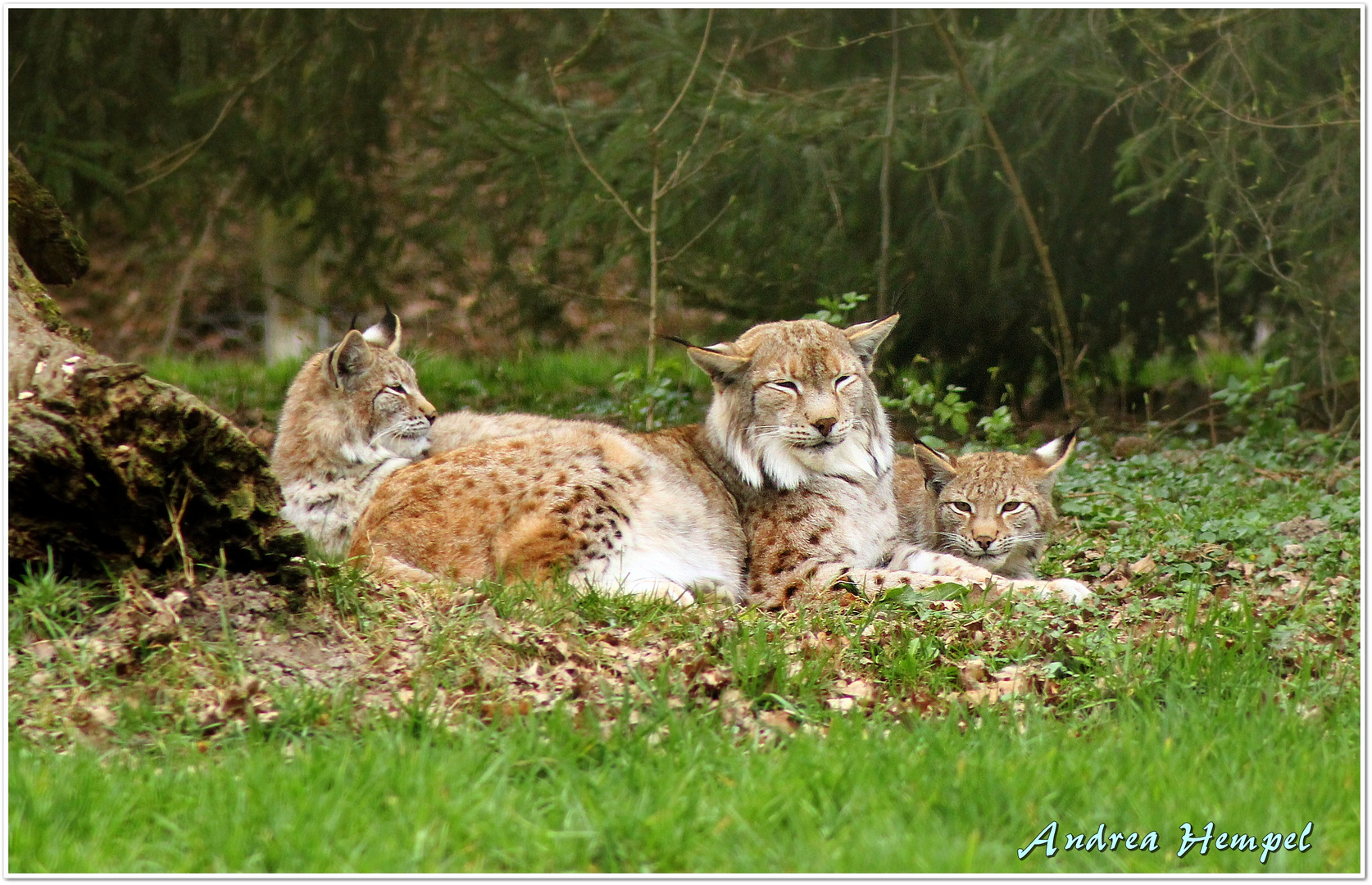 Familie Luchs