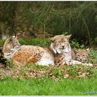 Familie Luchs