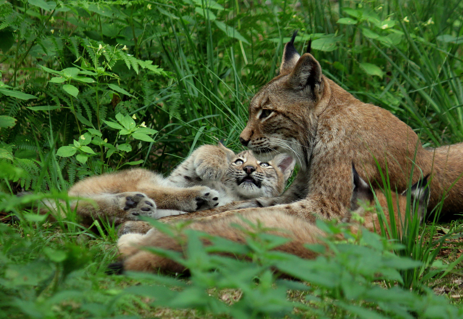 Familie Luchs