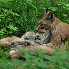 Familie Luchs