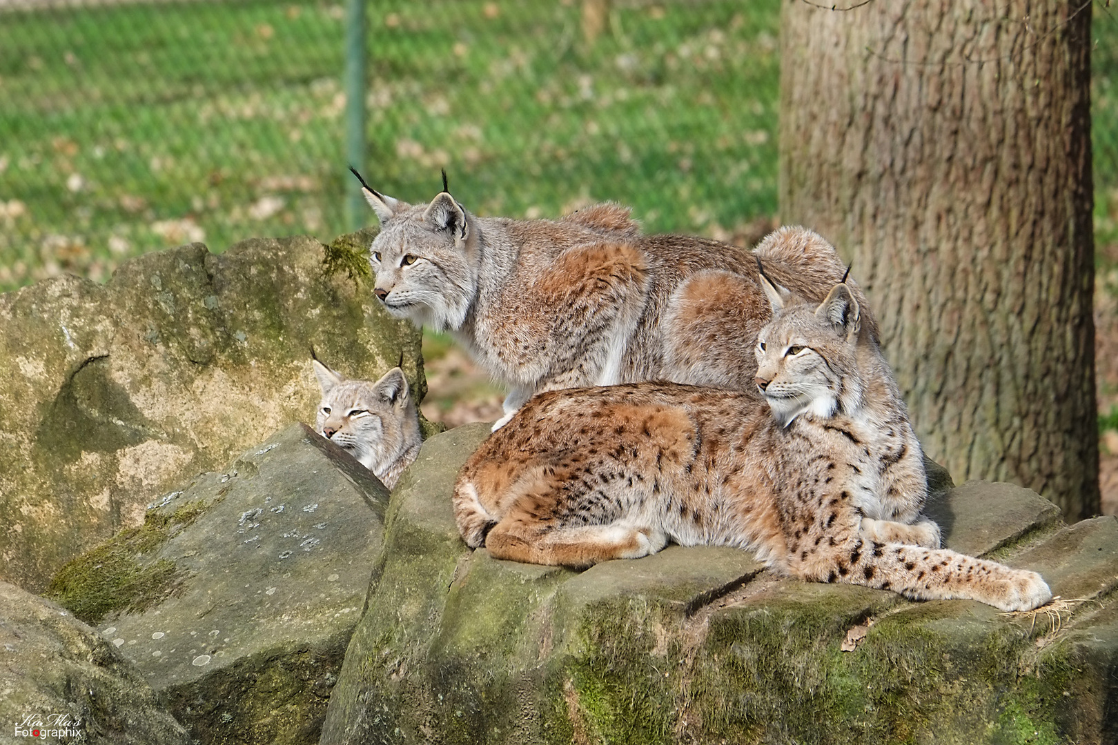 Familie Luchs