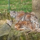 Familie Luchs