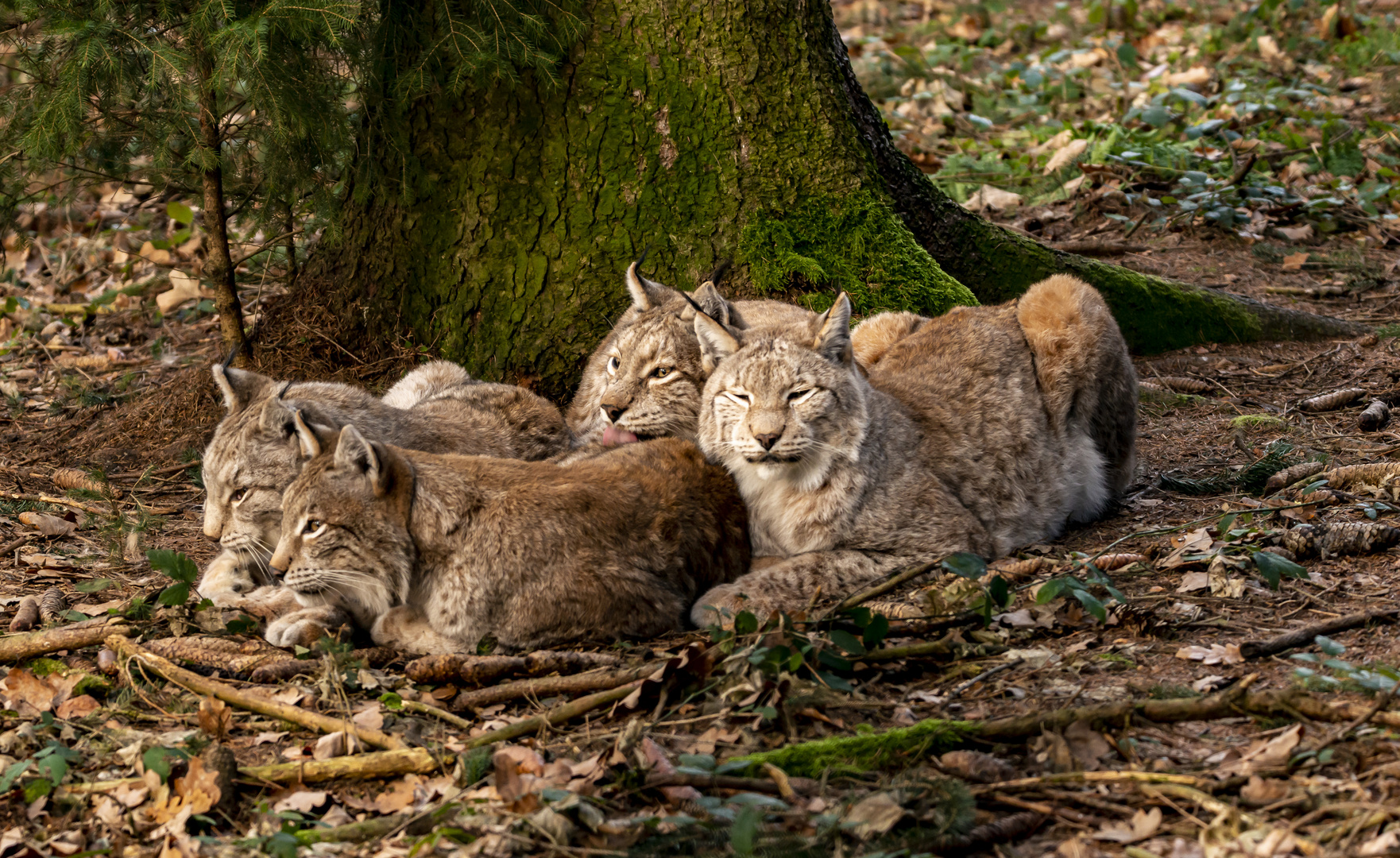 Familie Luchs