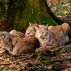 Familie Luchs