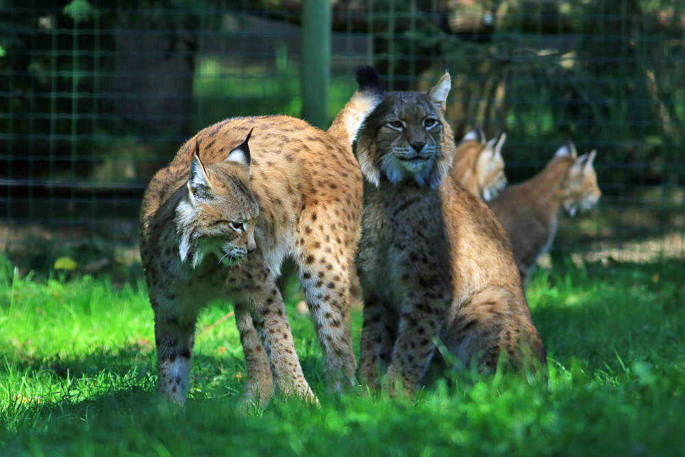 Familie Luchs