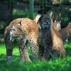 Familie Luchs