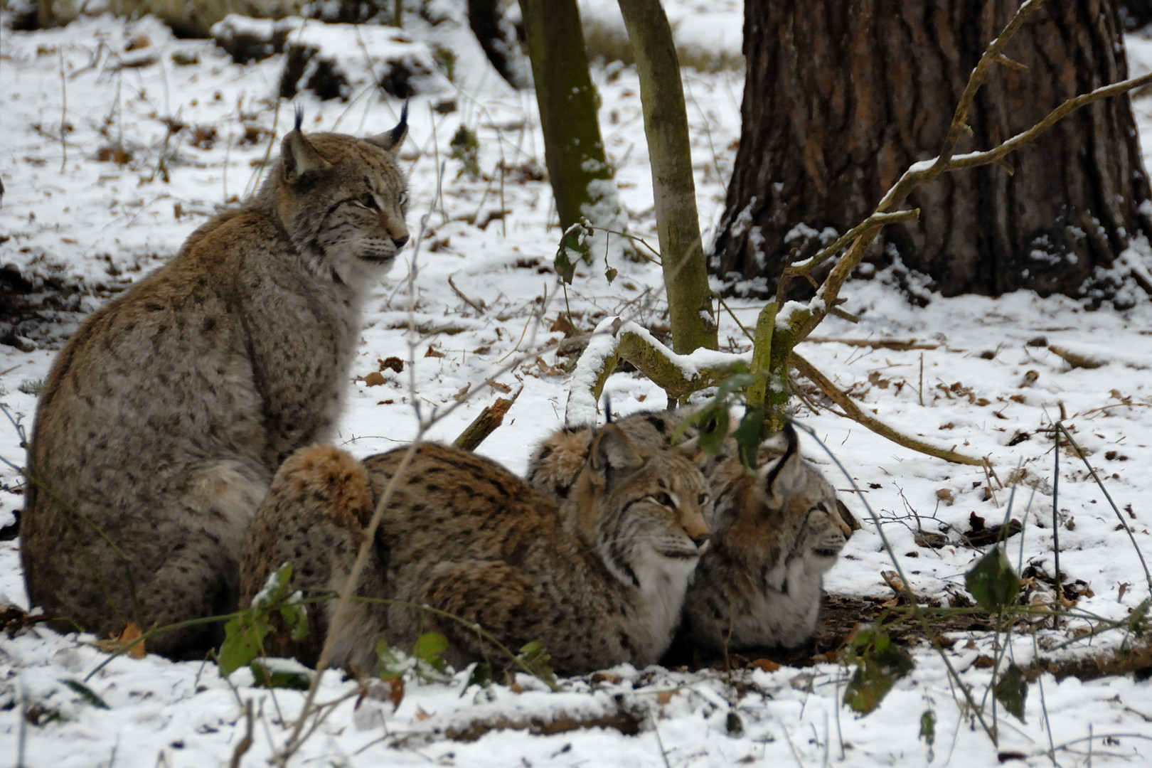 Familie Luchs