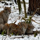 Familie Luchs