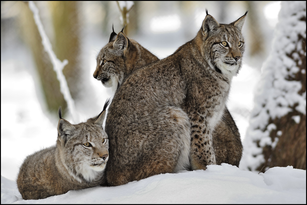 [ Familie Luchs ]