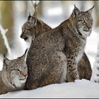 [ Familie Luchs ]