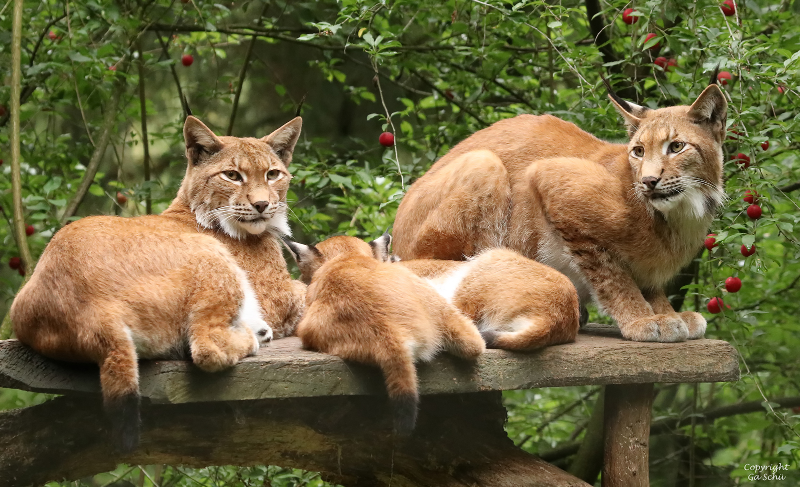 Familie Luchs