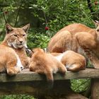 Familie Luchs