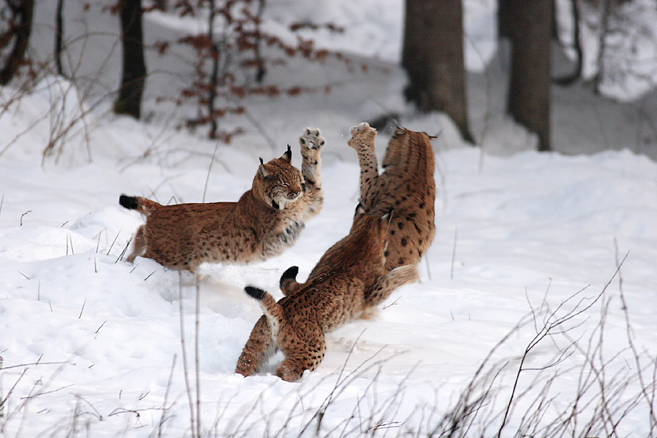 Familie Luchs