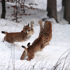 Familie Luchs