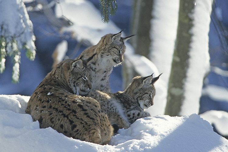 Familie Luchs beim Sonnenbaden