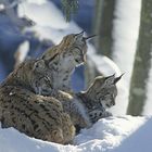 Familie Luchs beim Sonnenbaden