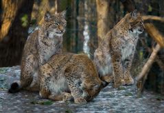 Familie Luchs