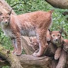 Familie Luchs