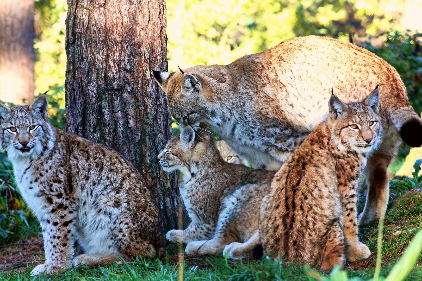 Familie Luchs