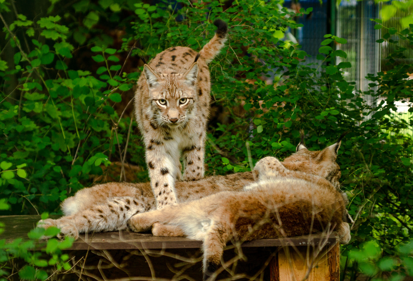 Familie Luchs