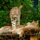 Familie Luchs