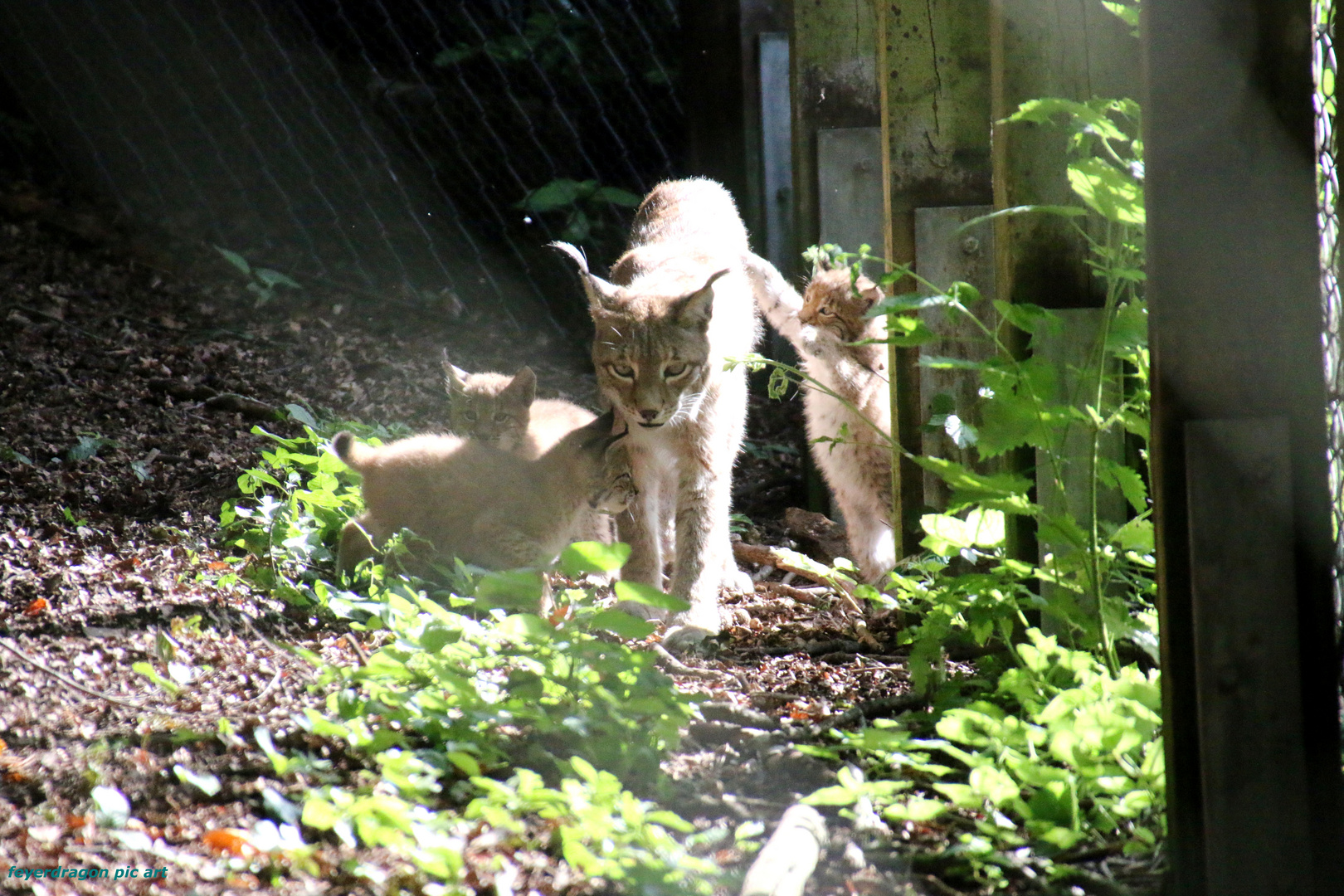 familie luchs 