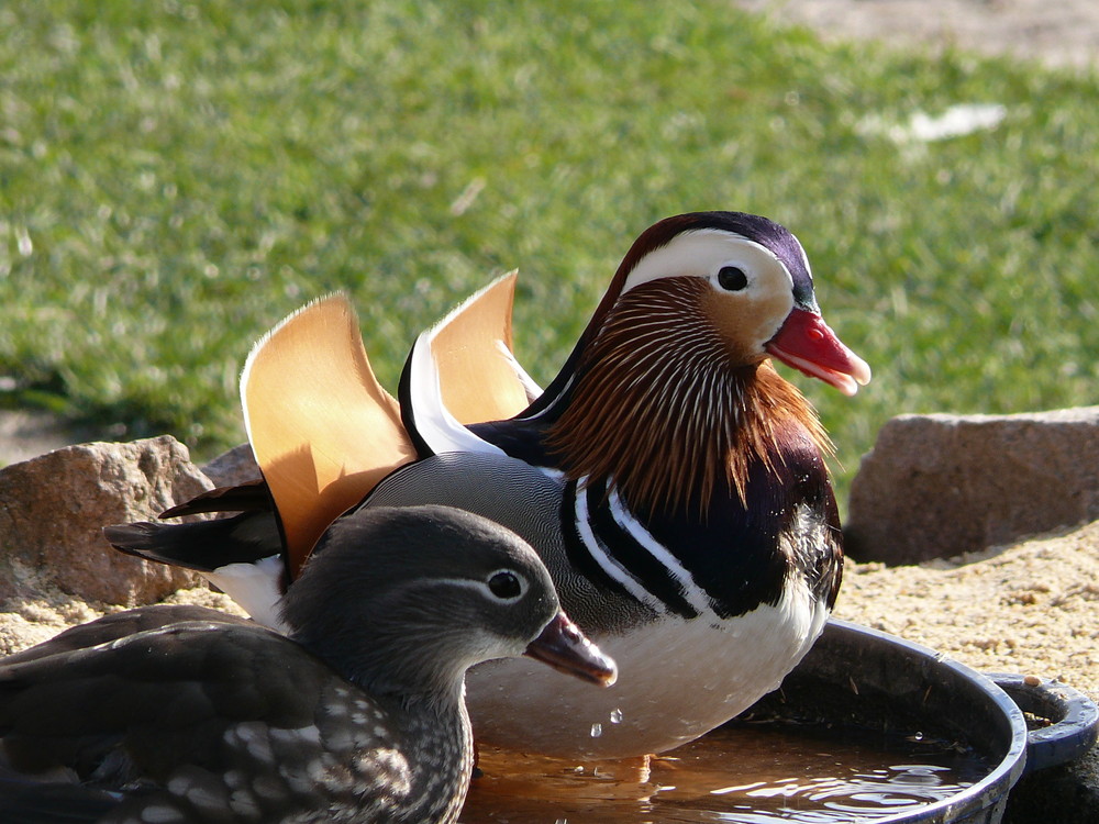 Familie Mandarin