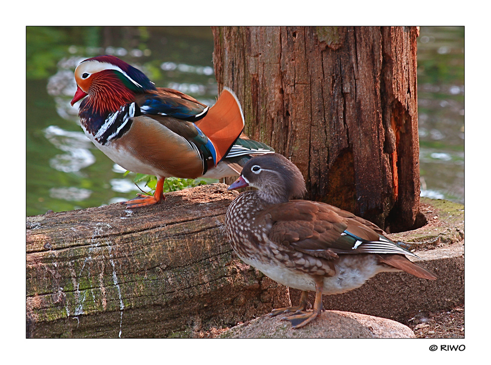 Familie Mandarin......