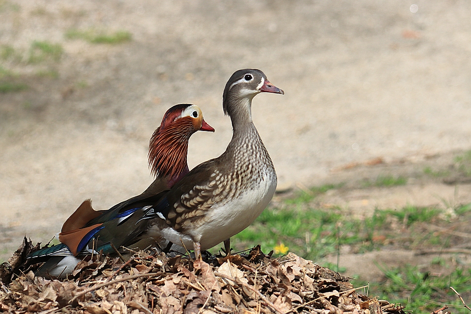 Familie Mandarinente