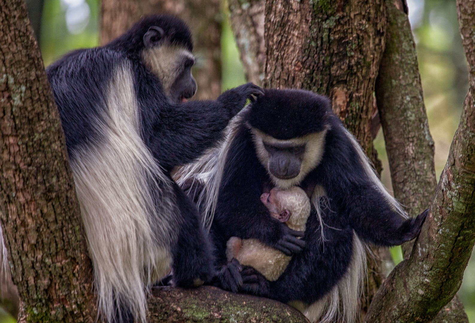 Familie Mantelaffe