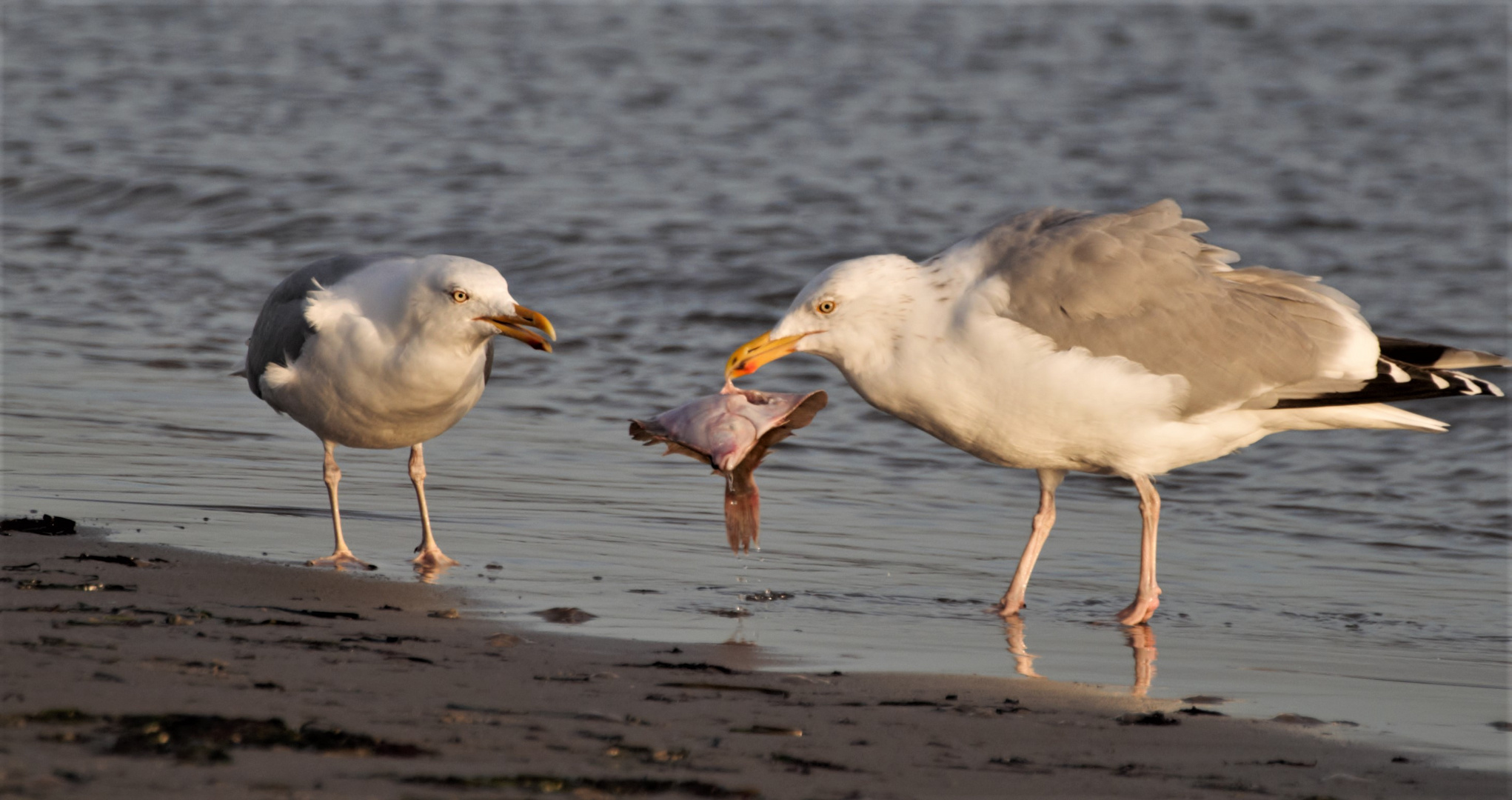 Familie Möwe beim Sonntagsfisch