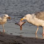 Familie Möwe beim Sonntagsfisch