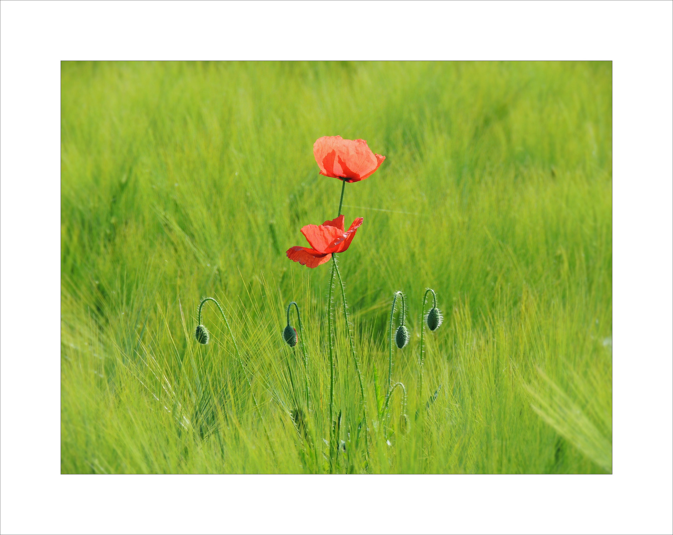 Familie Mohn