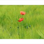 Familie Mohn