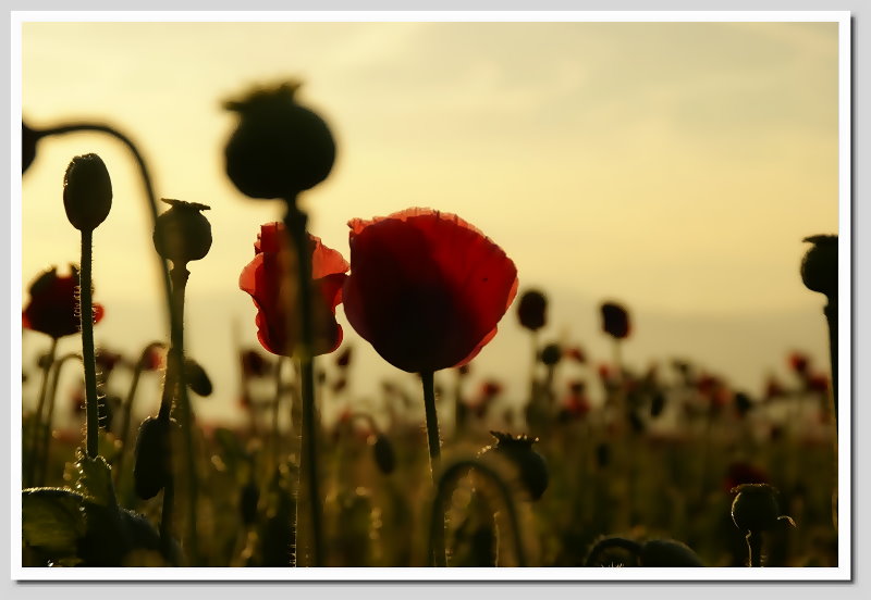 ..familie mohn