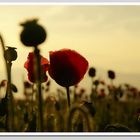 ..familie mohn