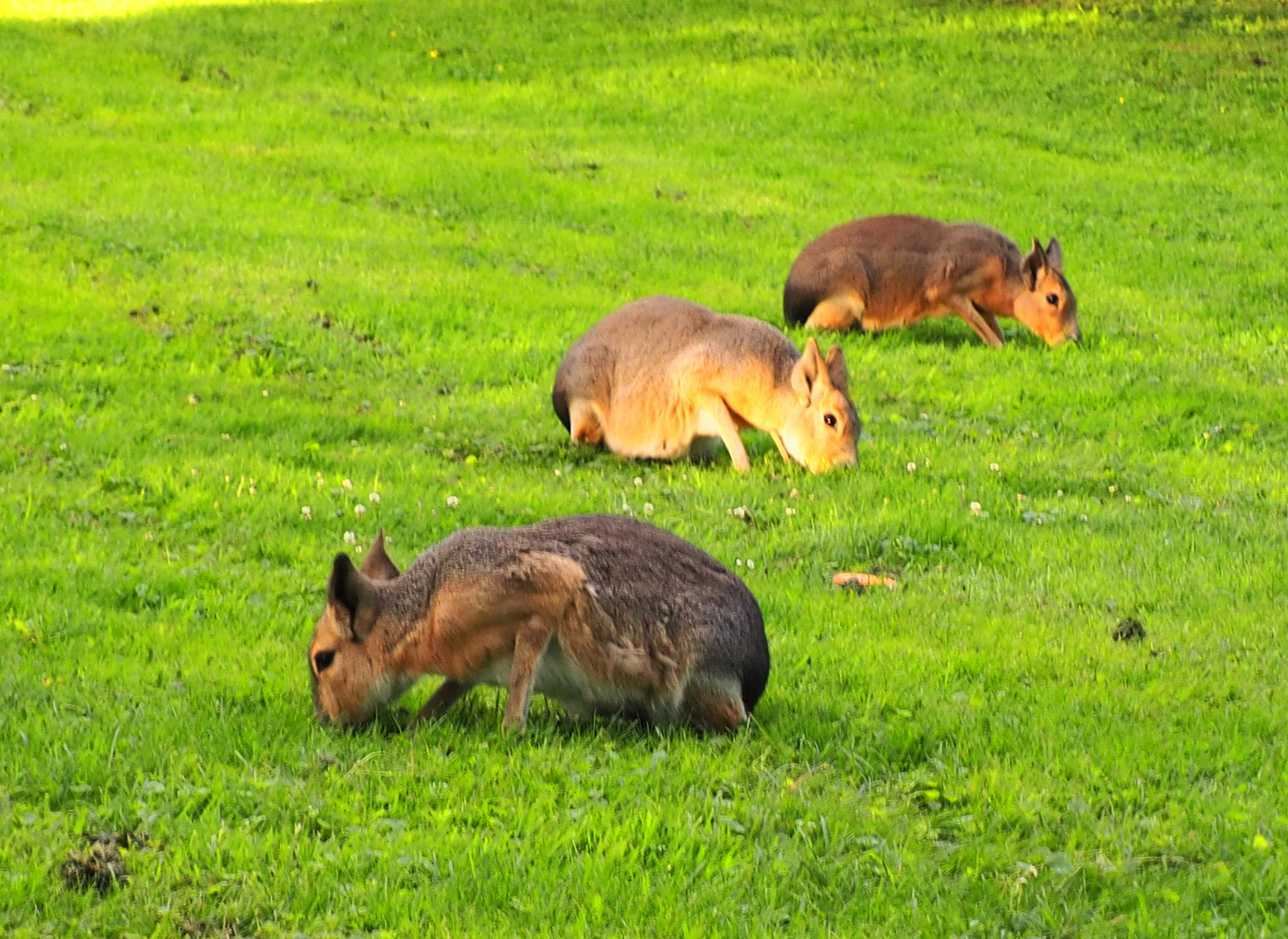 Familie Mümmelmann