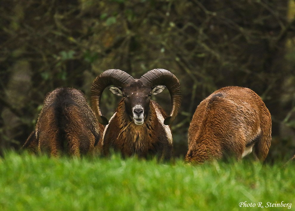 Familie Mufflon