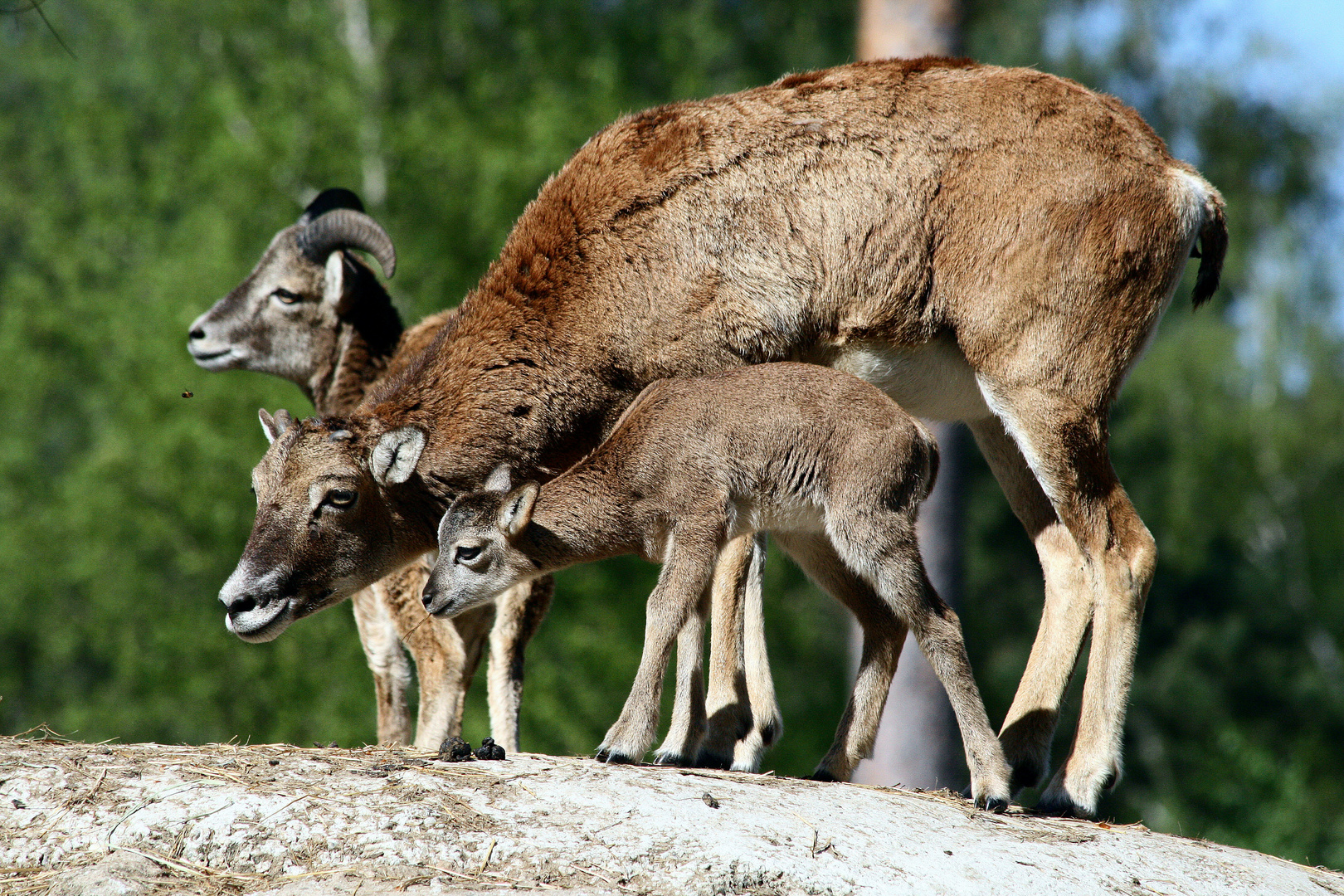 Familie Mufflon