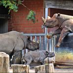 Familie Nashorn