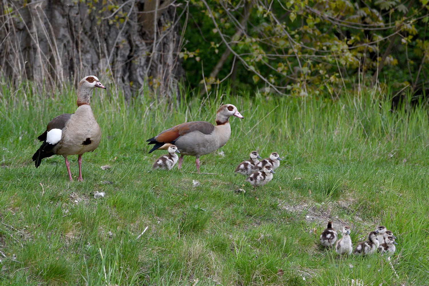 Familie Nielgans